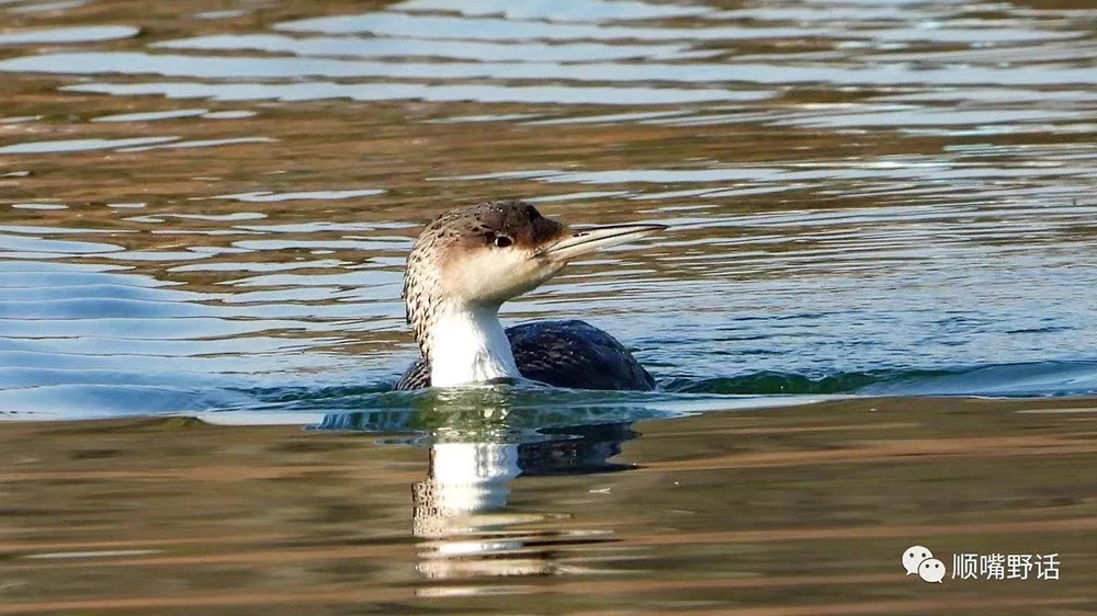 一只栖息在上海中央公园的稀有鸟类死于石油污染